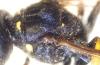 Ectemnius cephalotes